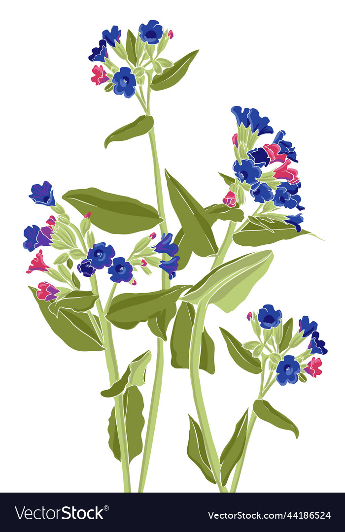 Drawing wild flowers Royalty Free Vector Image