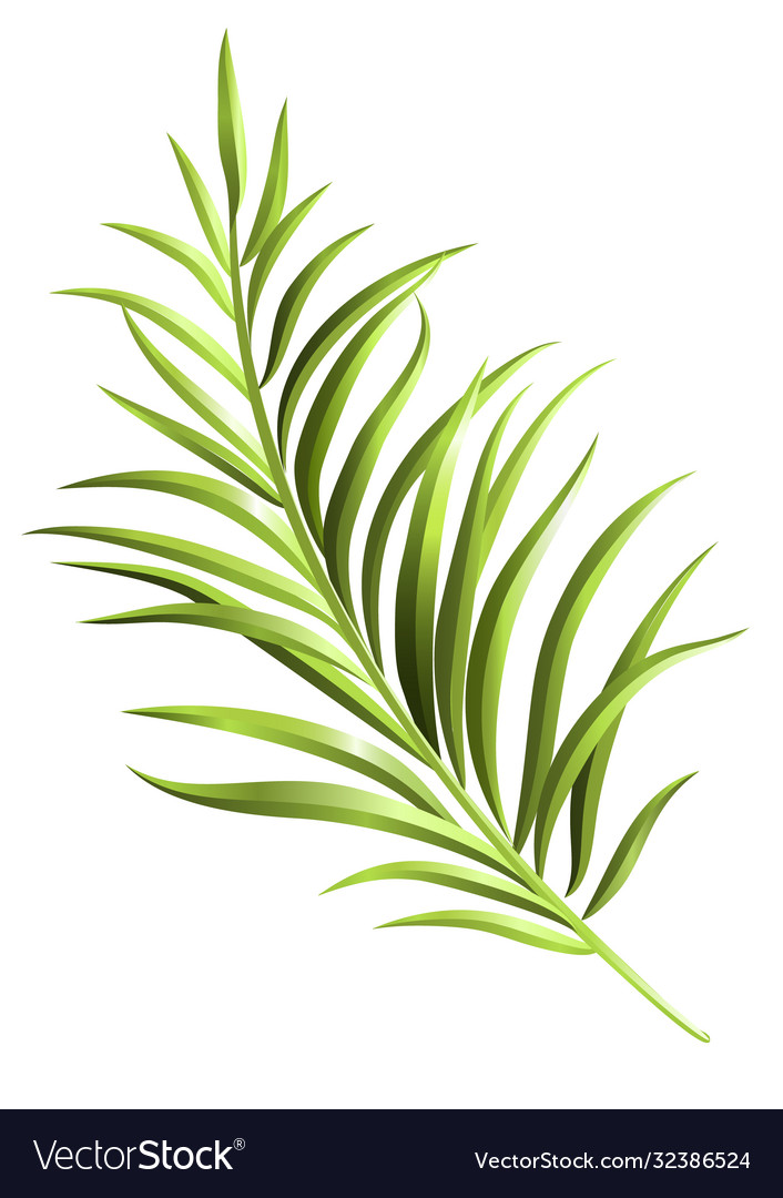 Green palm branch element for your design vector image Green palm branch element for your design