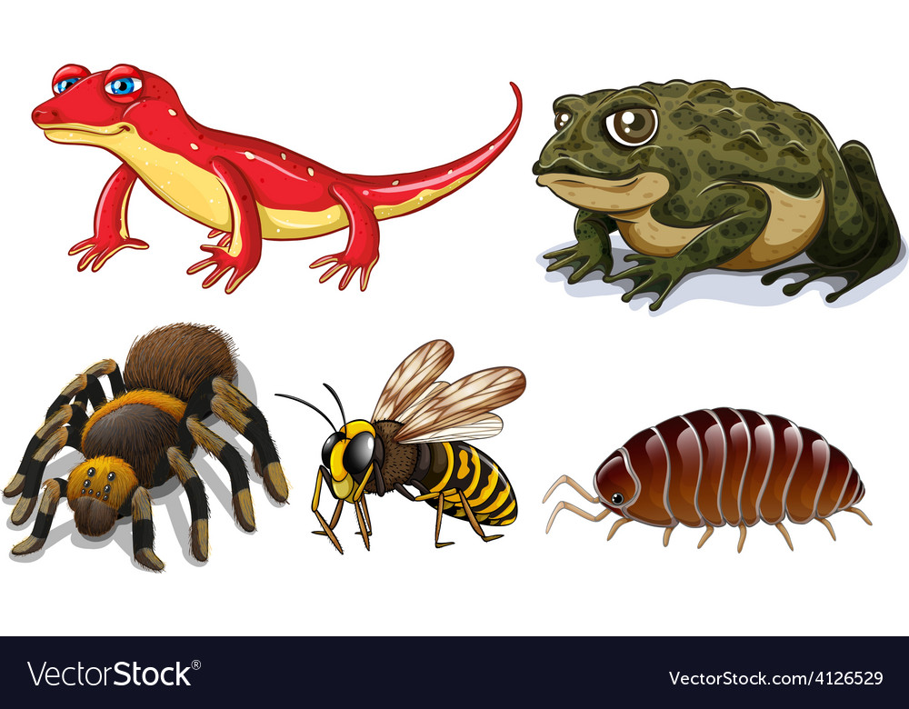 Small animals