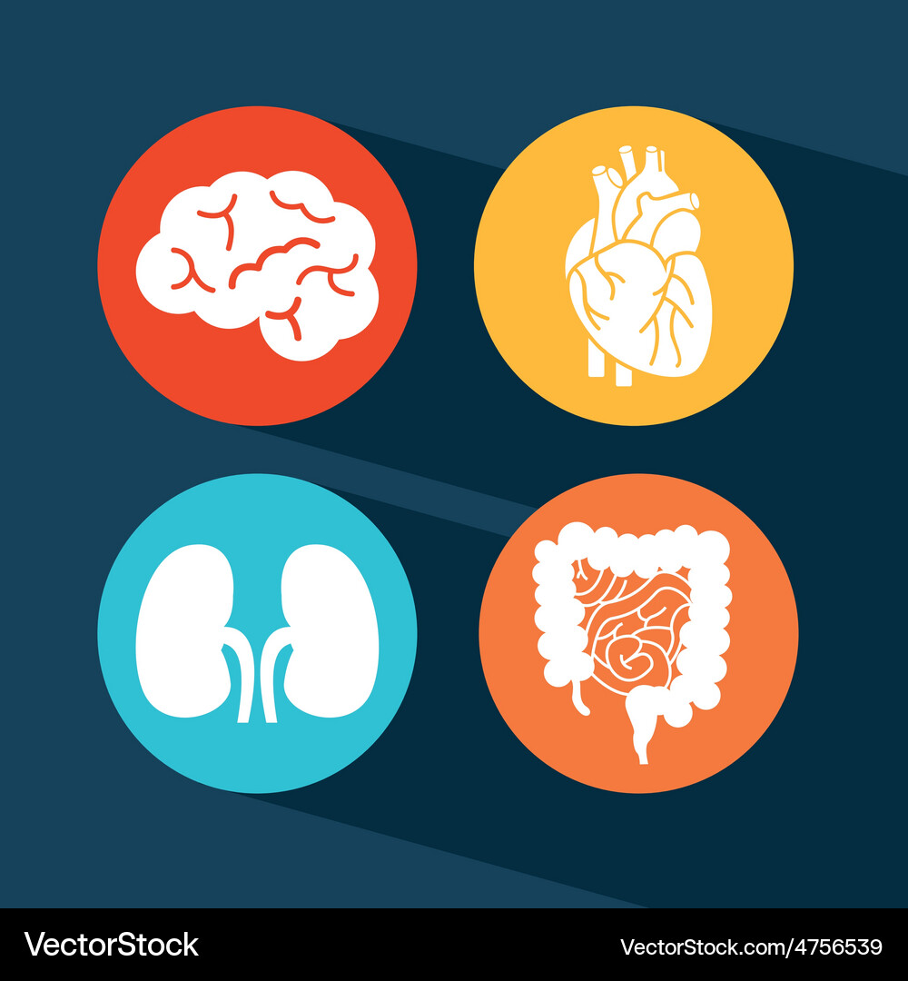 Human organs Royalty Free Vector Image - VectorStock