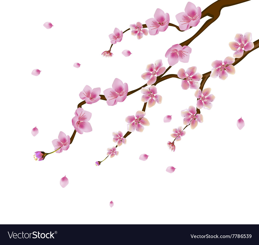 Spring all wakes up flowers sakura