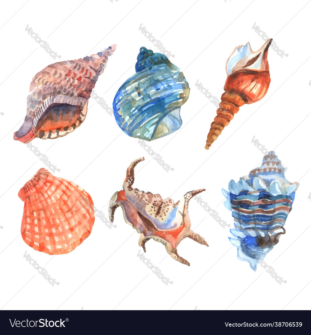 Watercolor shell set