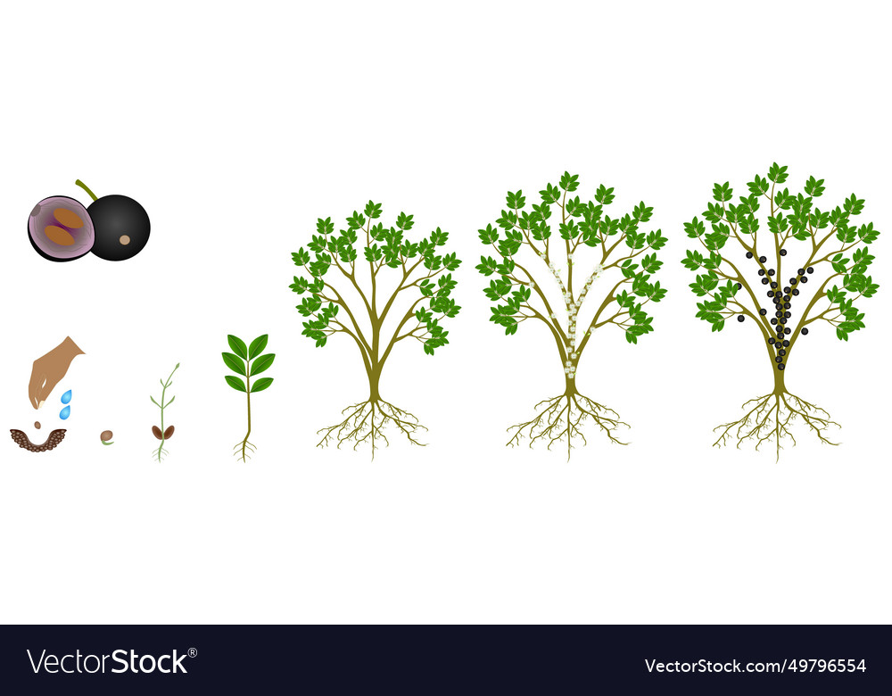 Cycle of growth jaboticaba brazilian grape