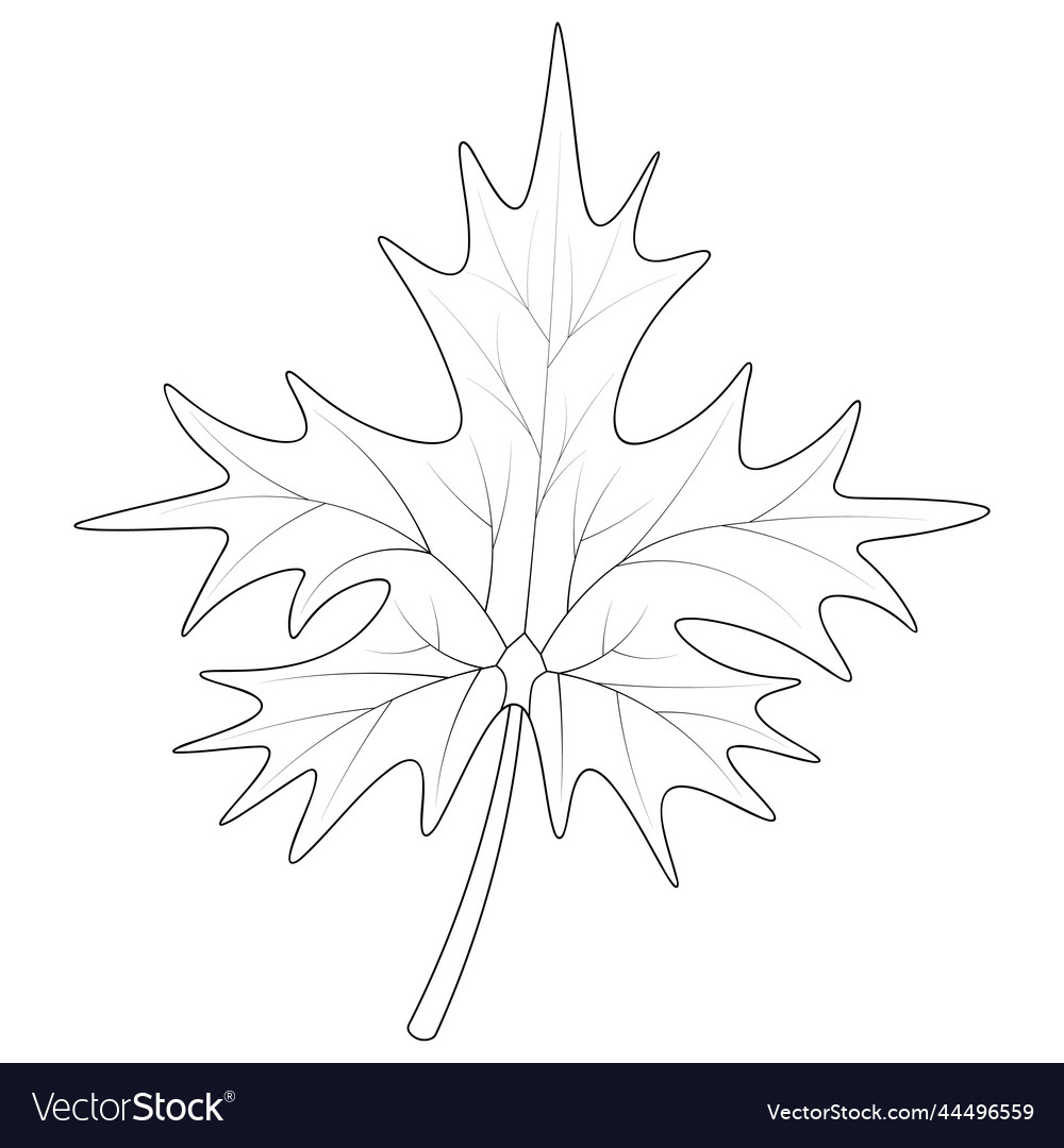 Maple leaf part of the tree with veins