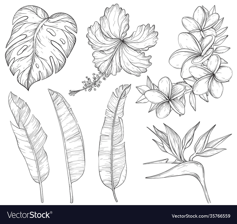 Summer tropical palm leaves and flowers jungle vector image Summer tropical palm leaves and flowers jungle