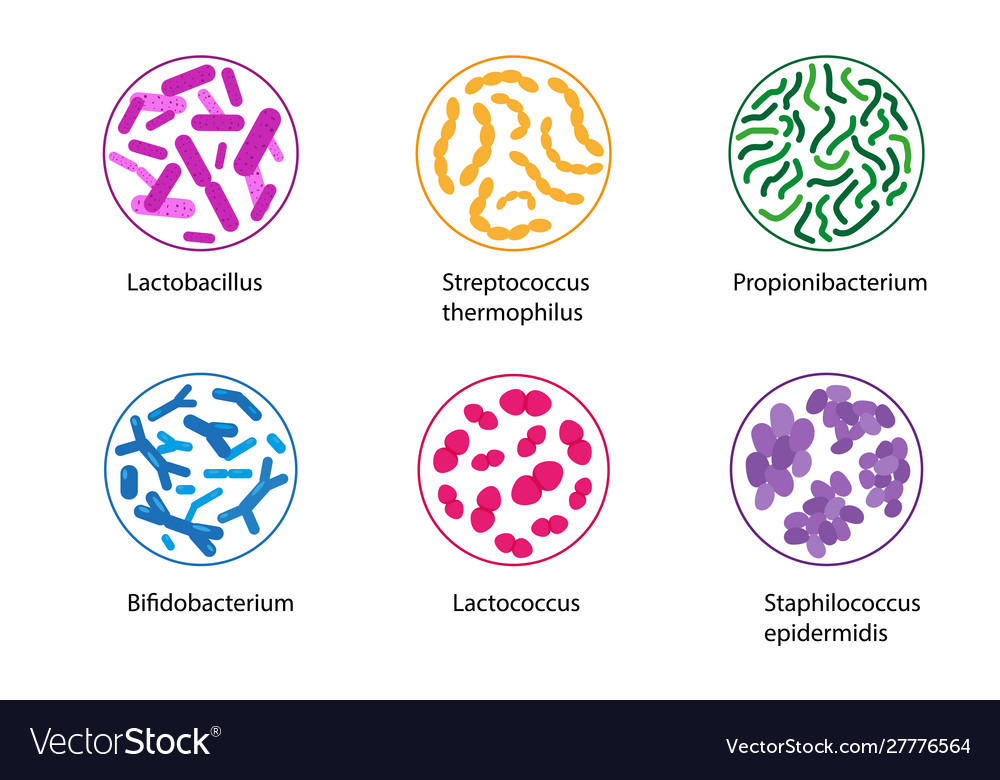 Good bacteria set Royalty Free Vector Image - VectorStock