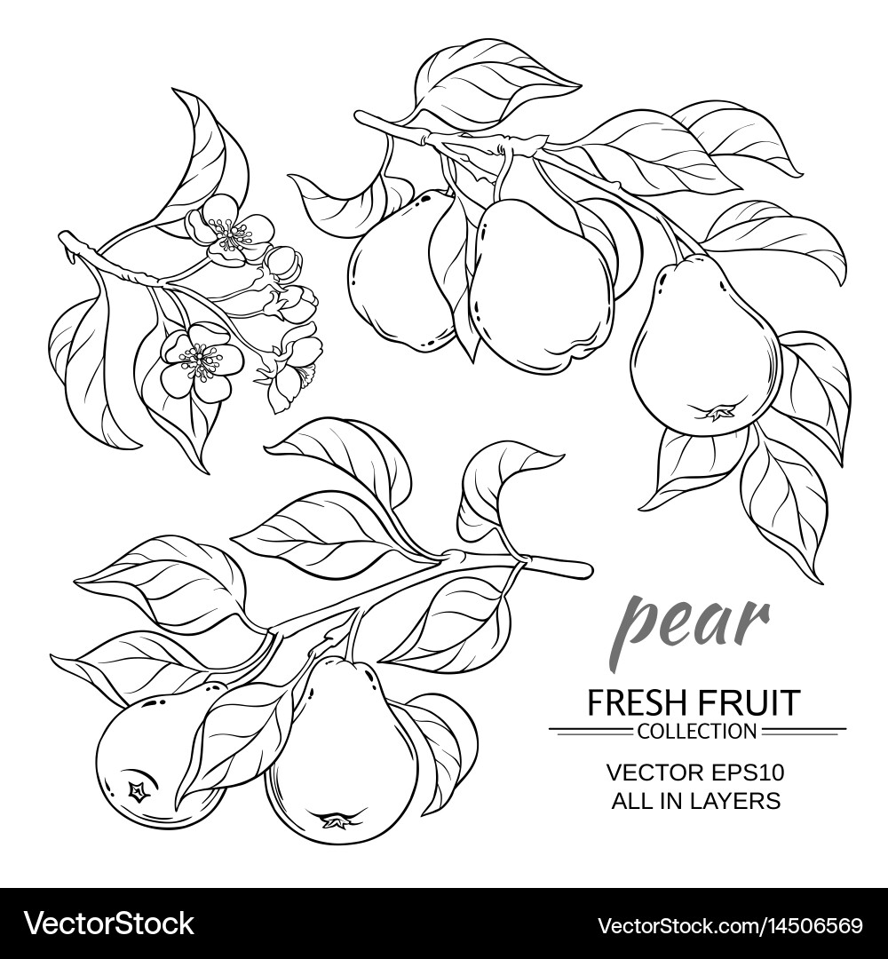 Pear set Royalty Free Vector Image - VectorStock