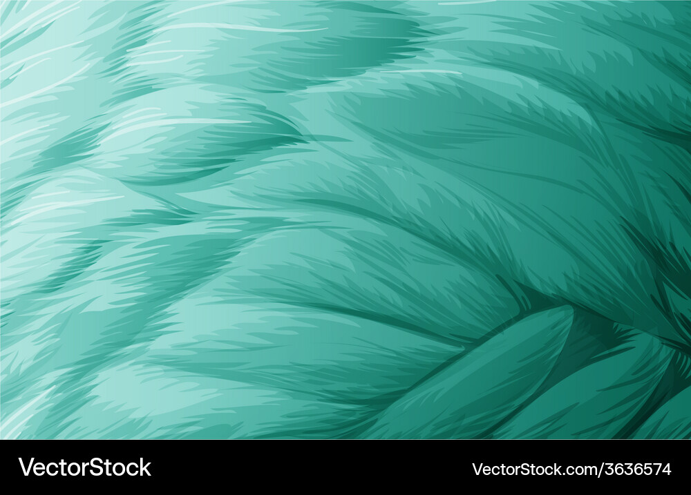 Feather Royalty Free Vector Image - VectorStock