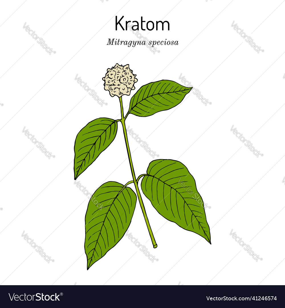 Kratom mitragyna speciosa medicinal plant Vector Image