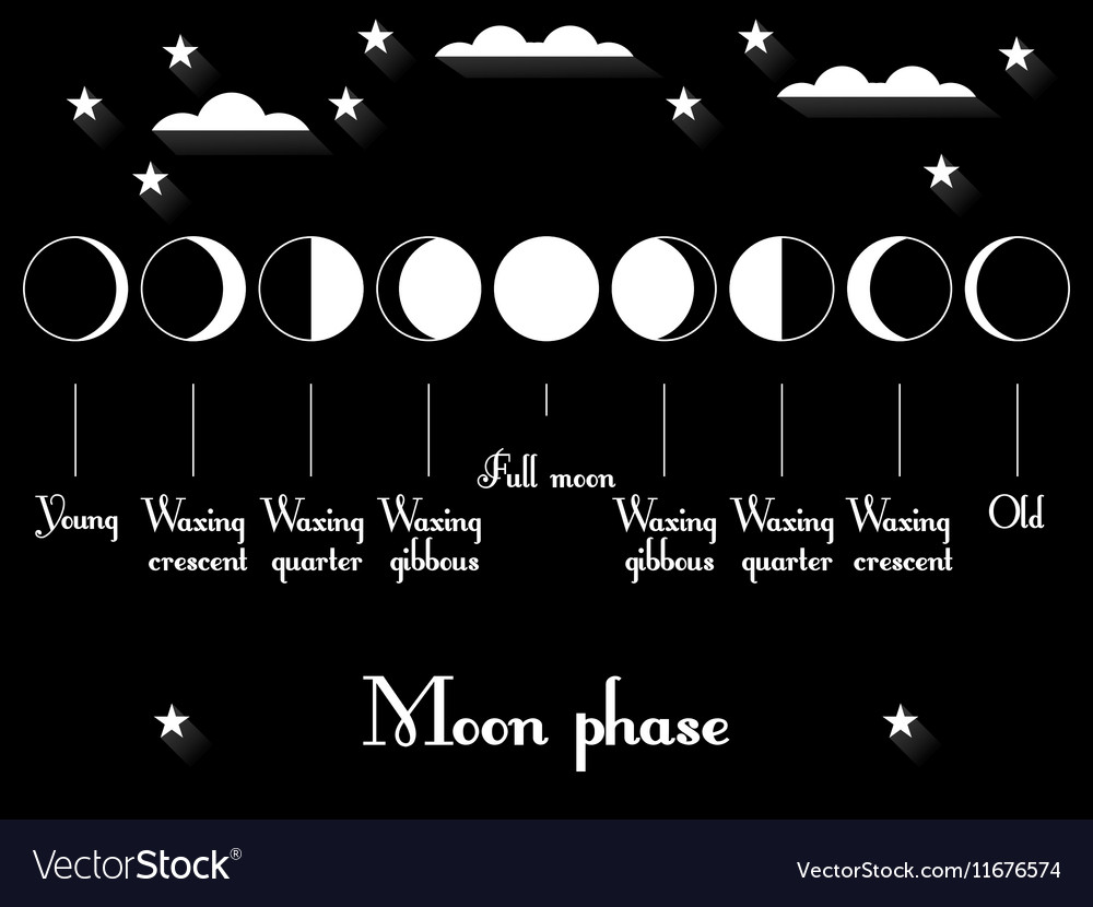 The phases of the moon Royalty Free Vector Image