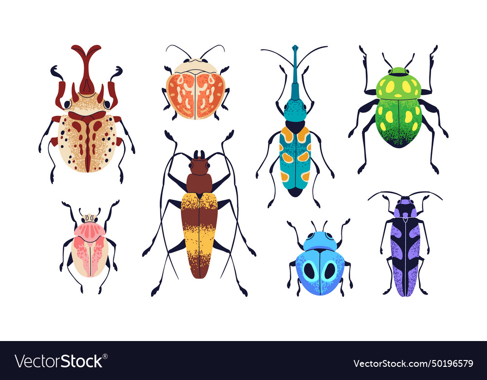 Beetles set summer bugs with colorful pattern vector image Beetles set summer bugs with colorful pattern