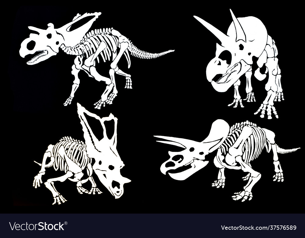 Graphical skeletons triceratops on black
