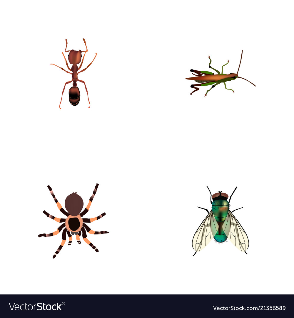 Set of insect realistic symbols with wasp ant vector image Set of insect realistic symbols with wasp ant