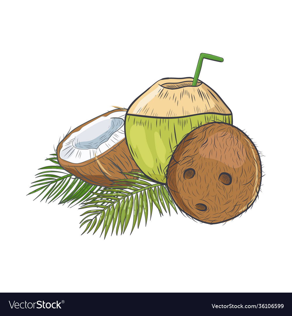 Coconut hand drawn sketch isolated on white Vector Image