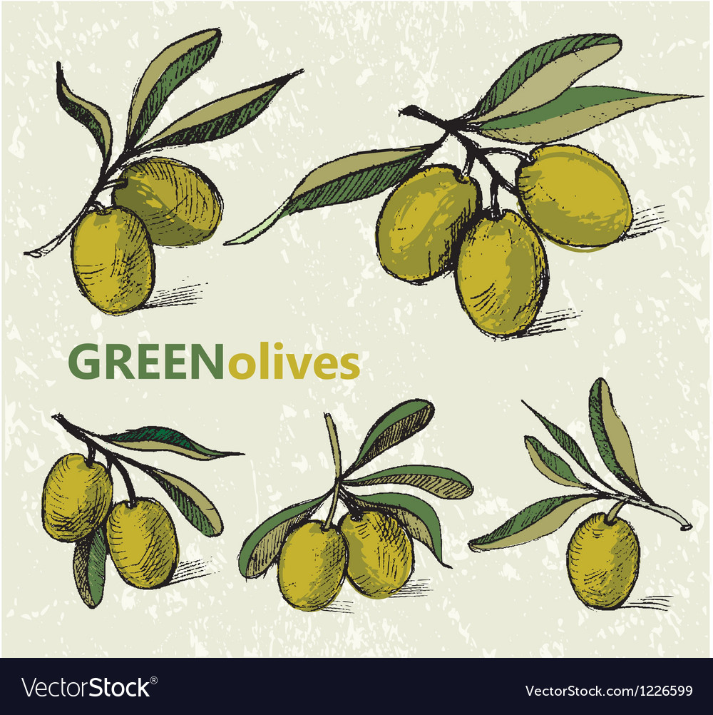 Green olives Royalty Free Vector Image - VectorStock