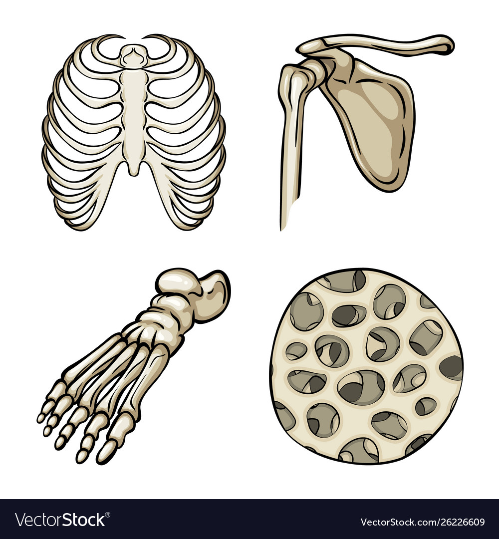 Isolated object bone and skeleton sign set