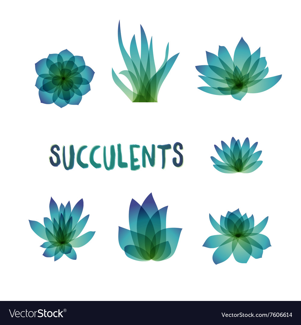 Graphic set of succulents isolated on white Vector Image