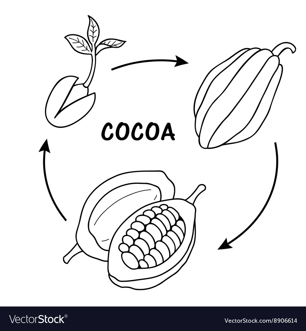 Life cycle of cocoa