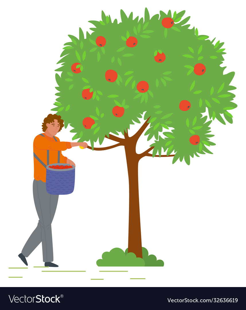 Man collects apples from tree in bucket vector image Man collects apples from tree in bucket