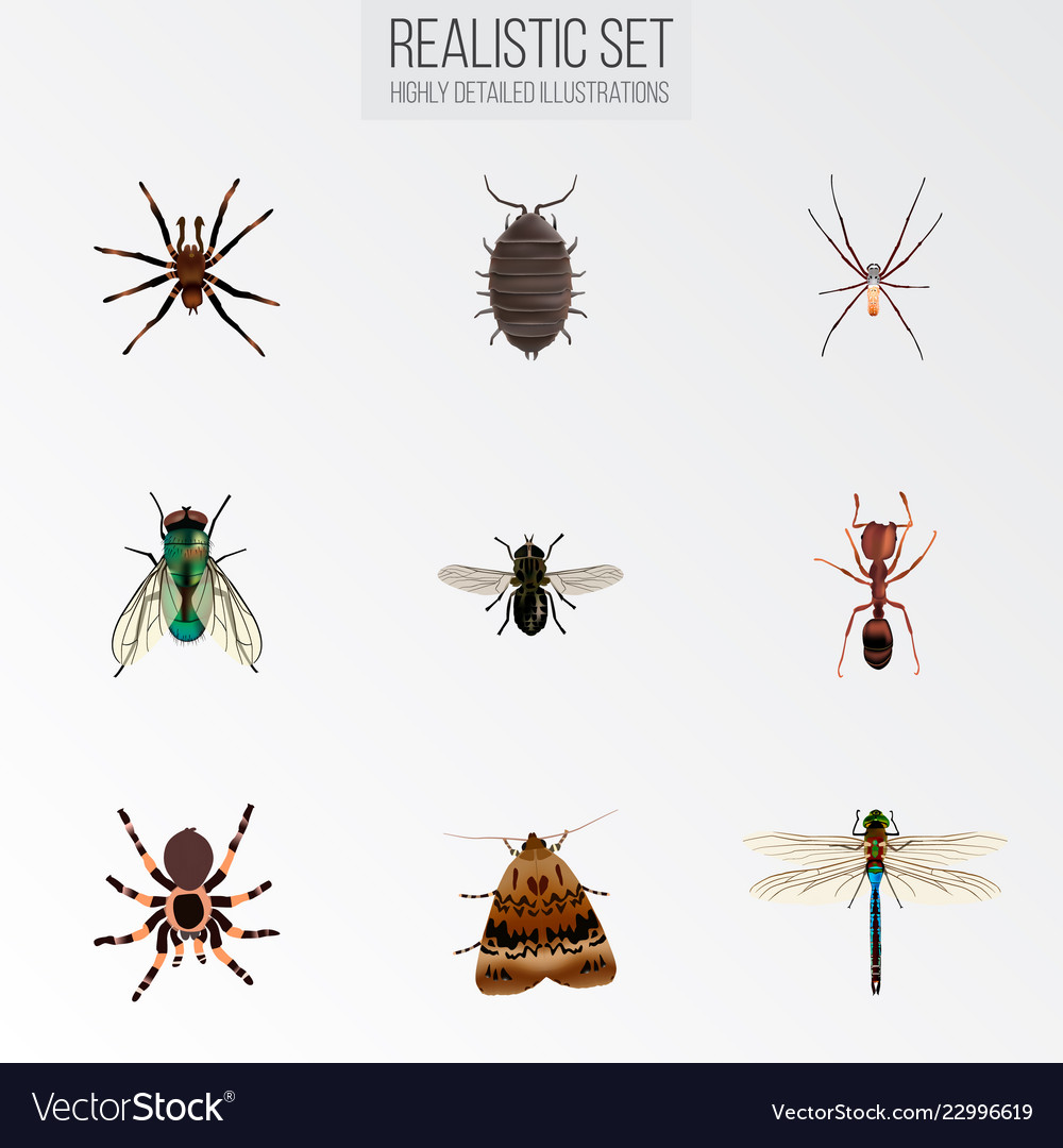 Set of bug realistic symbols with ant wasp fly vector image Set of bug realistic symbols with ant wasp fly