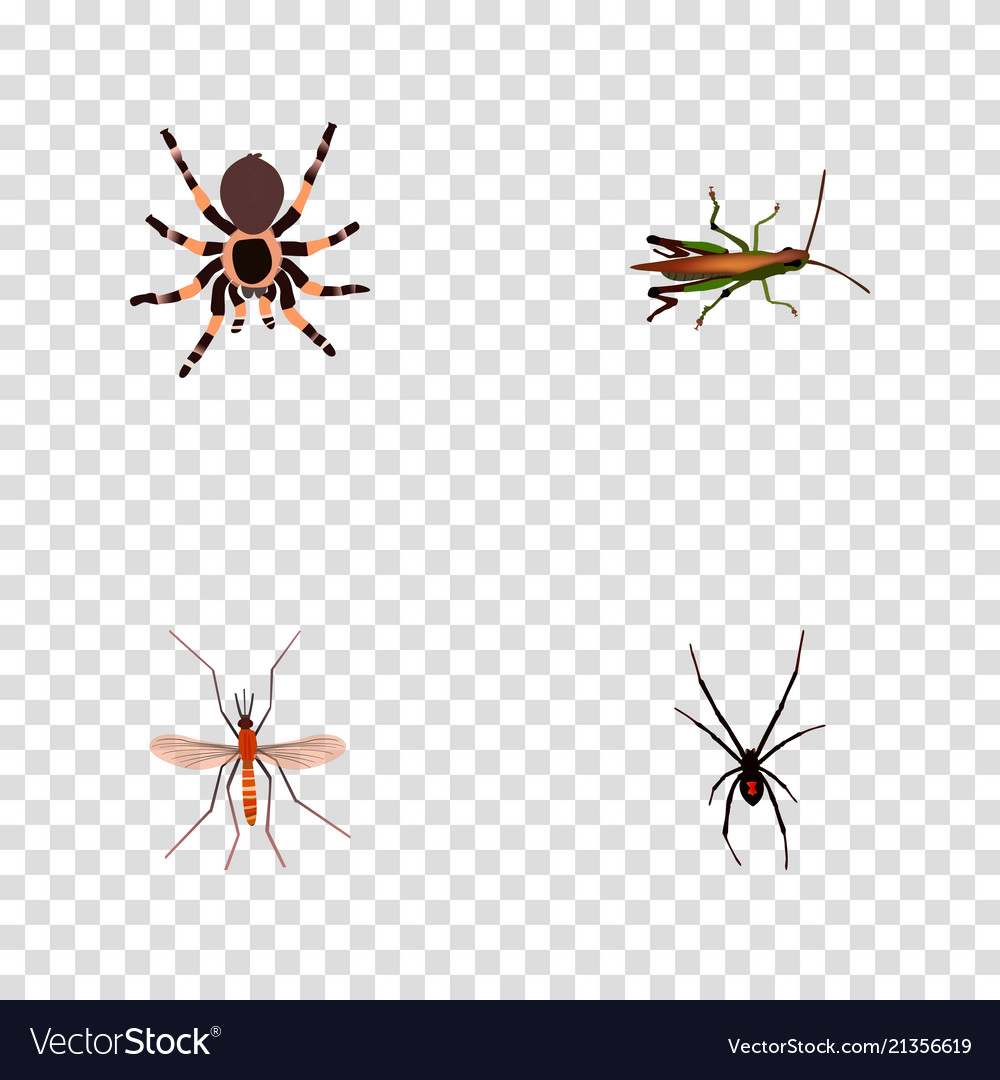 Set of insect realistic symbols with grasshopper vector image Set of insect realistic symbols with grasshopper