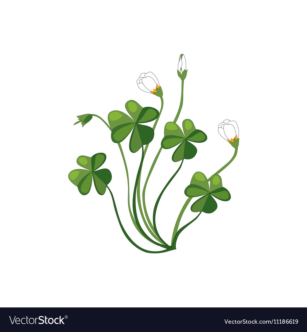 Shamrock flower deals