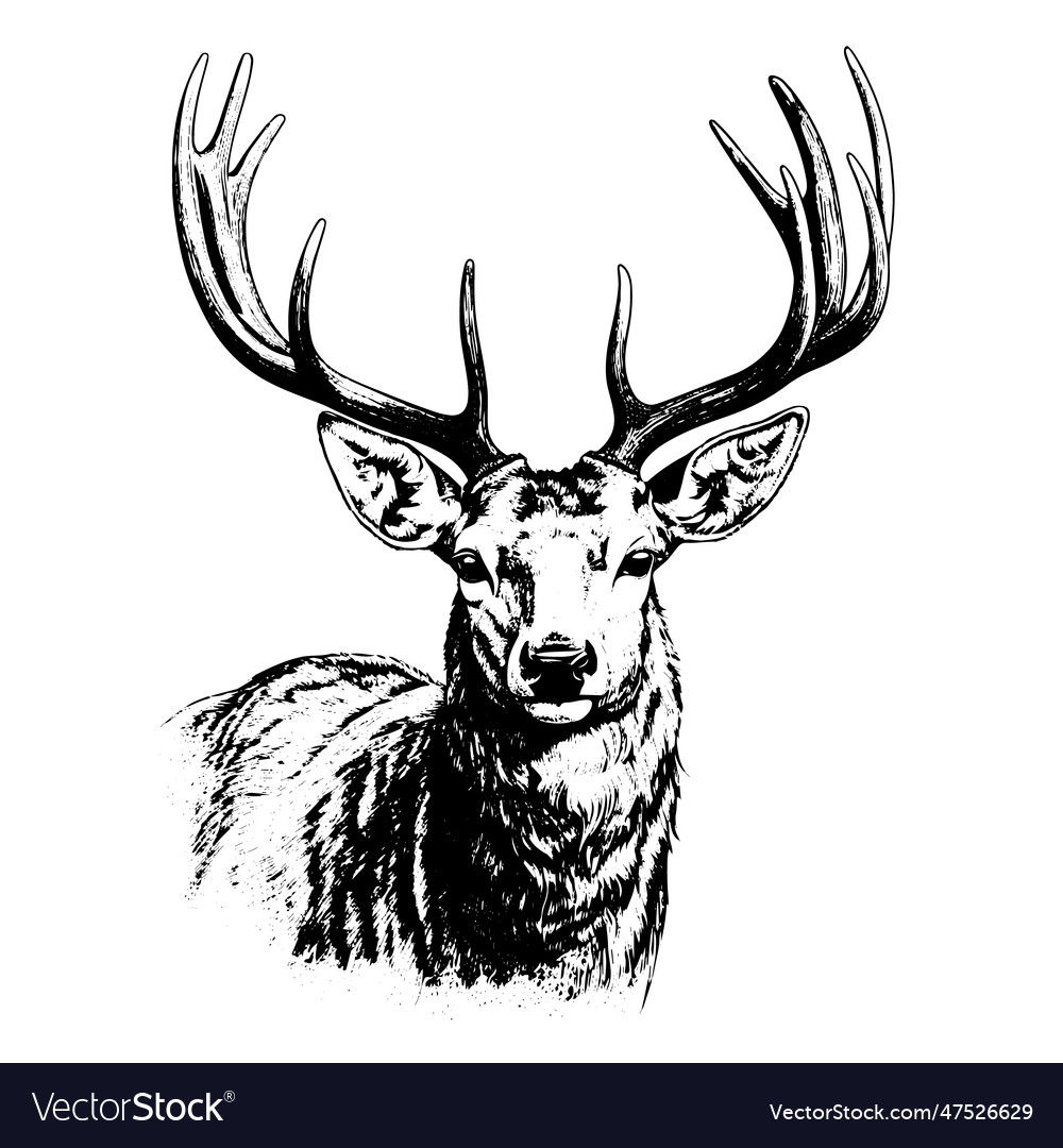 Deer drawing isolated hand drawn object engraved Vector Image