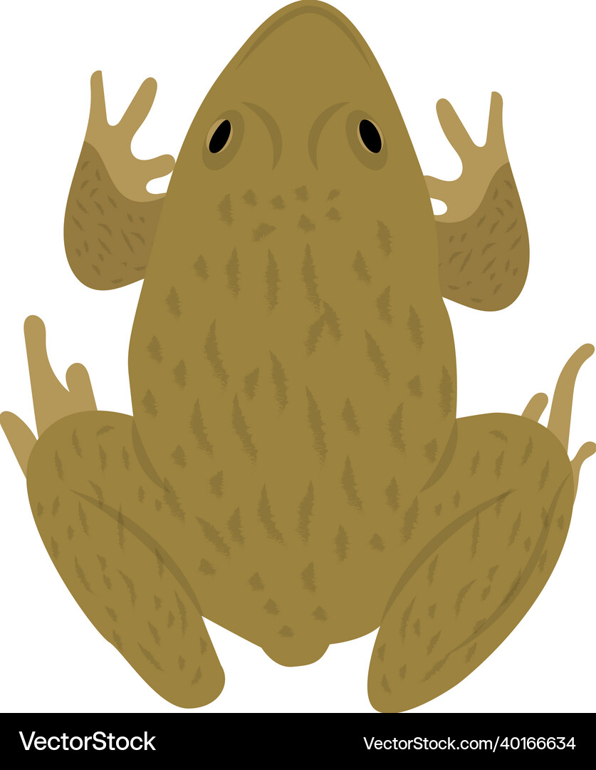 Frog Royalty Free Vector Image - VectorStock