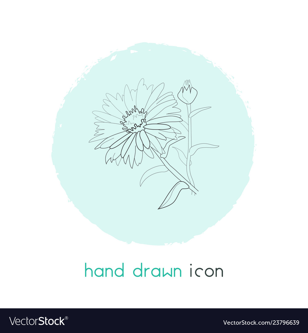 Aster icon line element vector image Aster icon line element