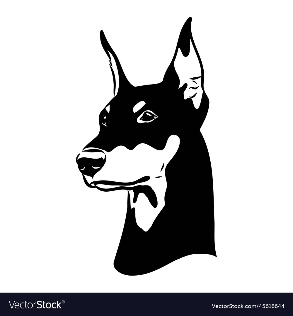 Doberman dog black and white portrait the head Vector Image