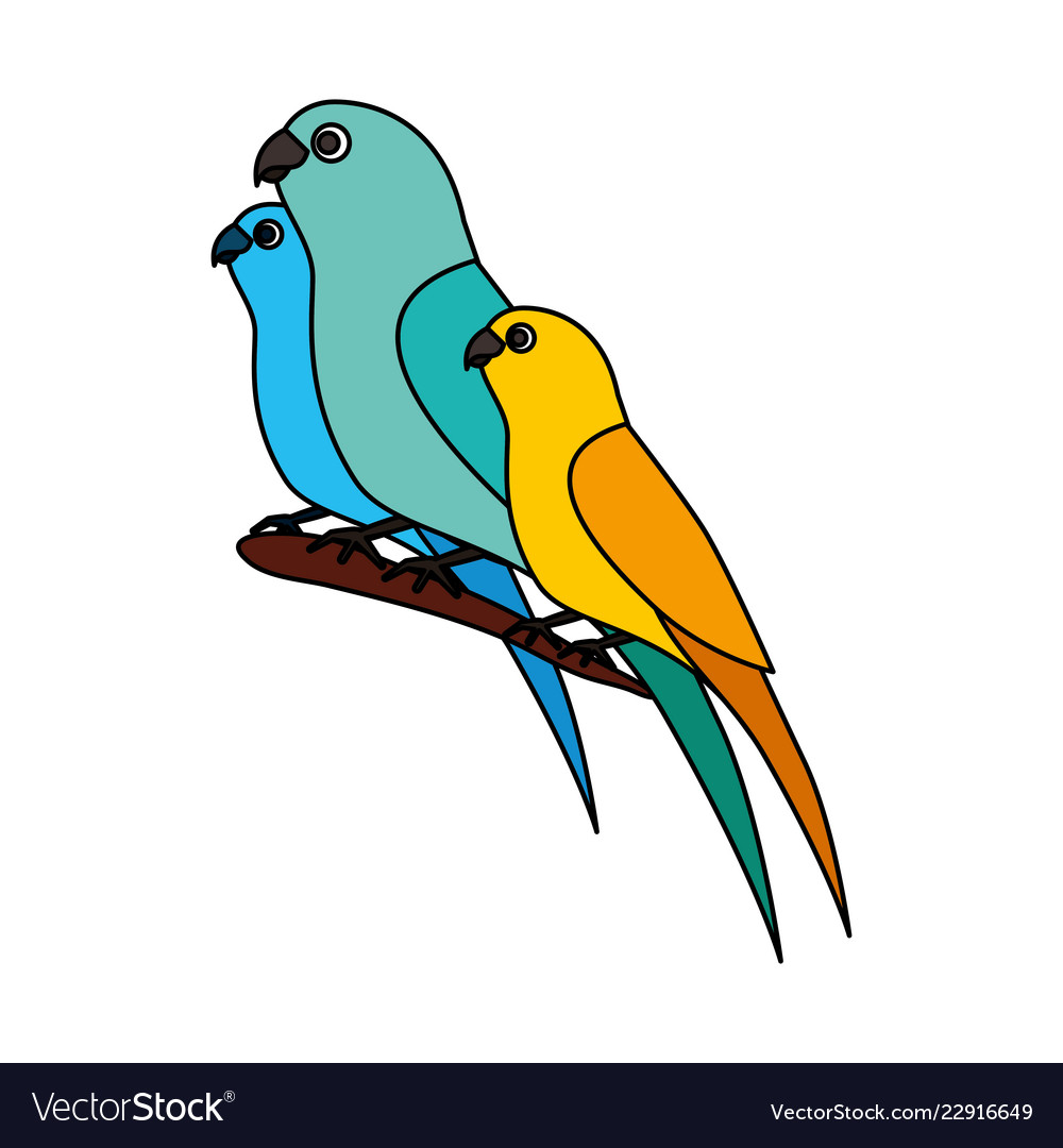 Canary and parrots birds on branch