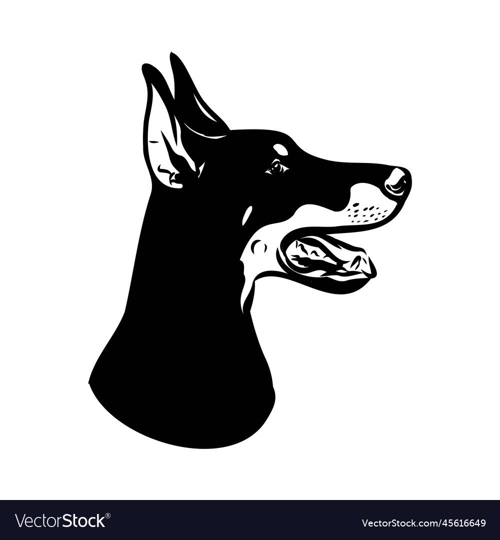 Doberman dog black and white portrait the head Vector Image