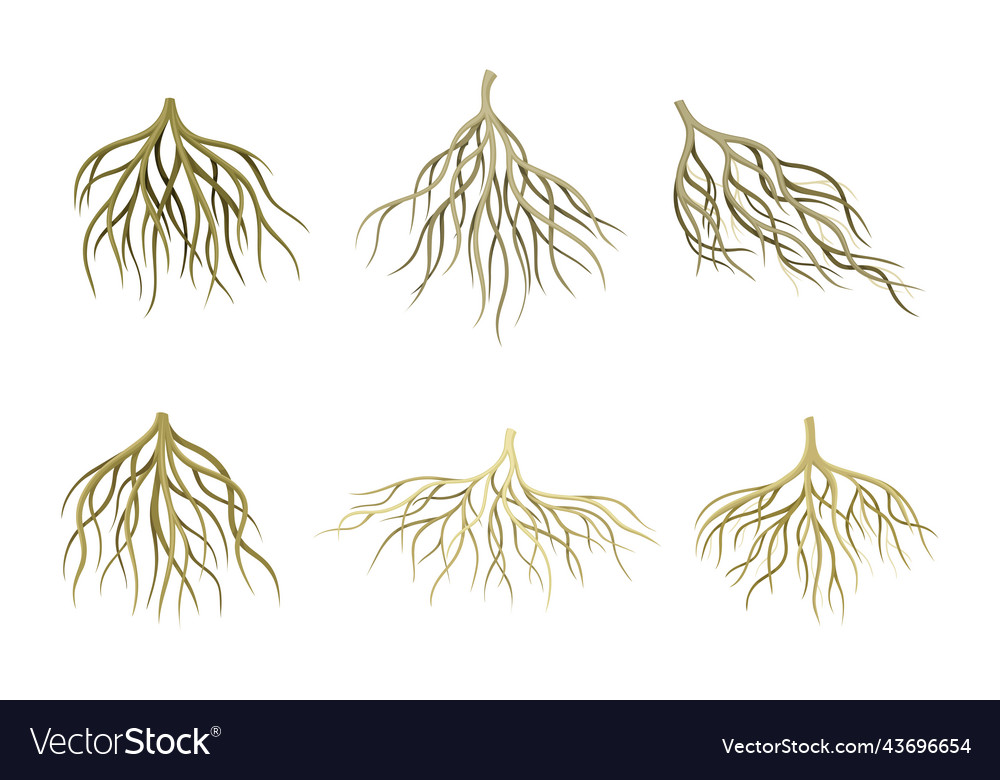 Branching root as tree part below the surface vector image Branching root as tree part below the surface