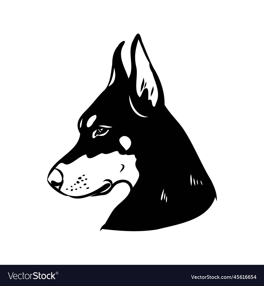 Doberman dog black and white portrait the head Vector Image