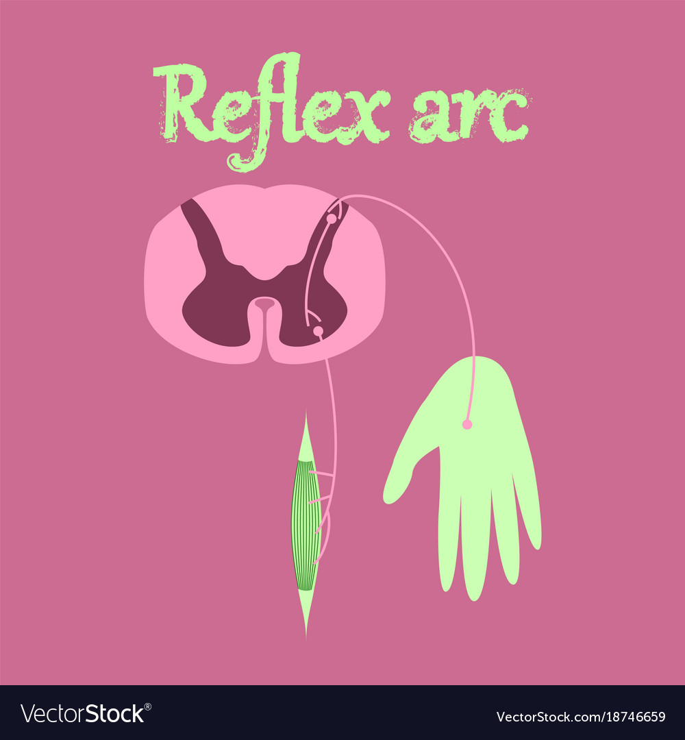 Human organ icon in flat style reflex arc