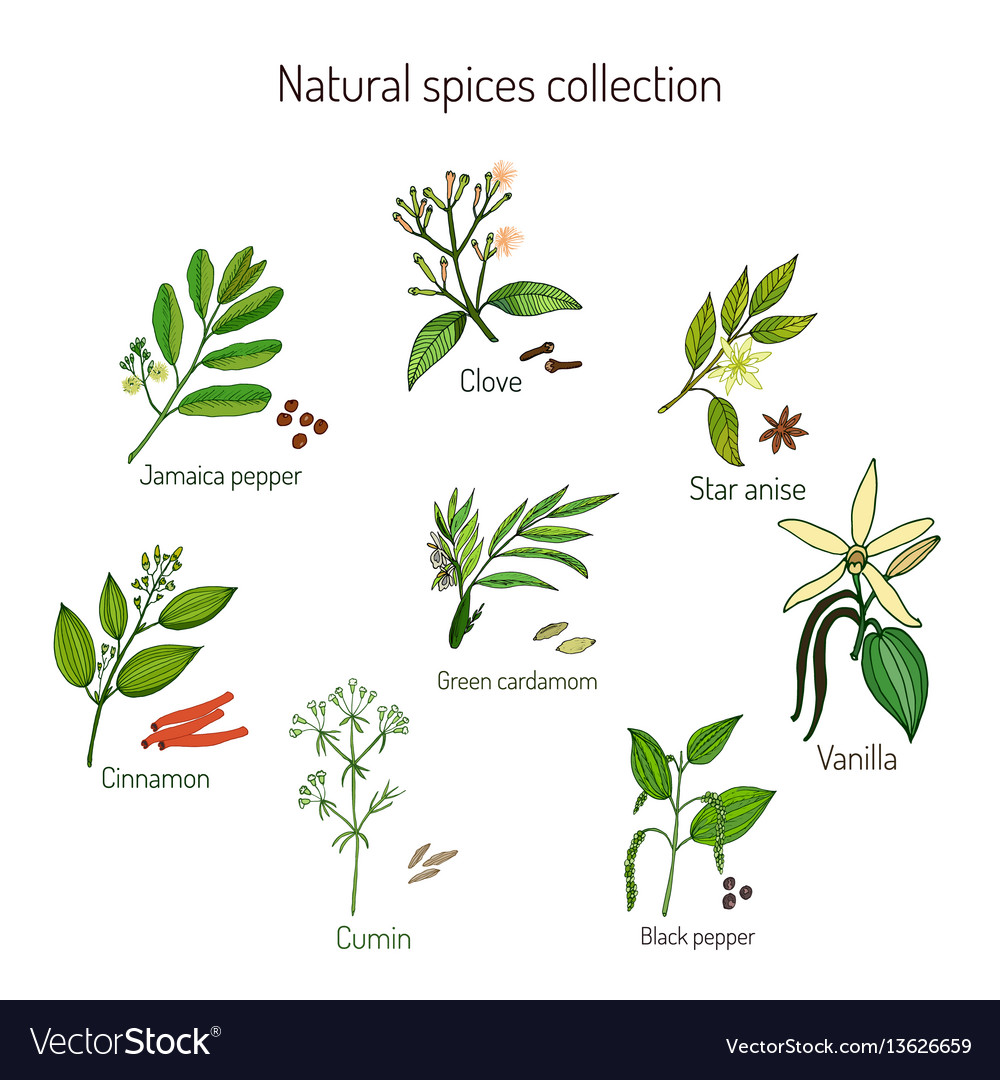 Natural spices collection vector image Natural spices collection