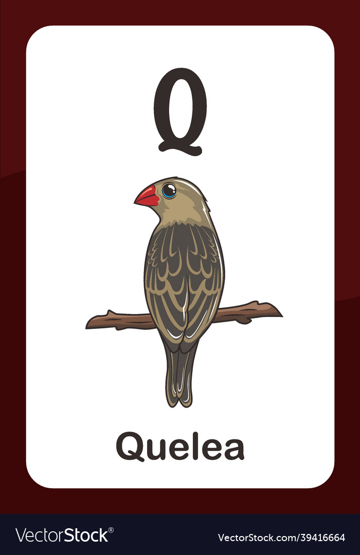 Animal alphabet flashcard - q for quelea bird