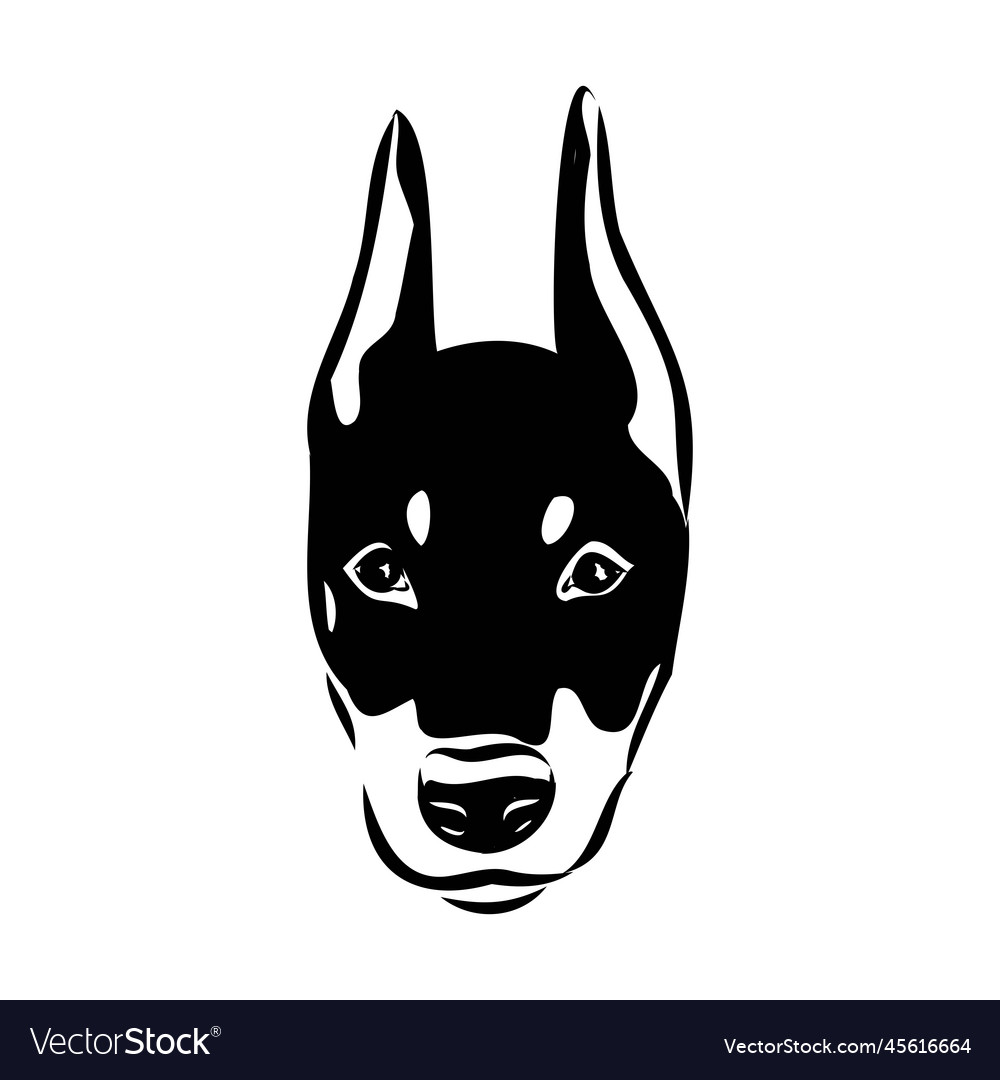 Doberman dog black and white portrait the head Vector Image