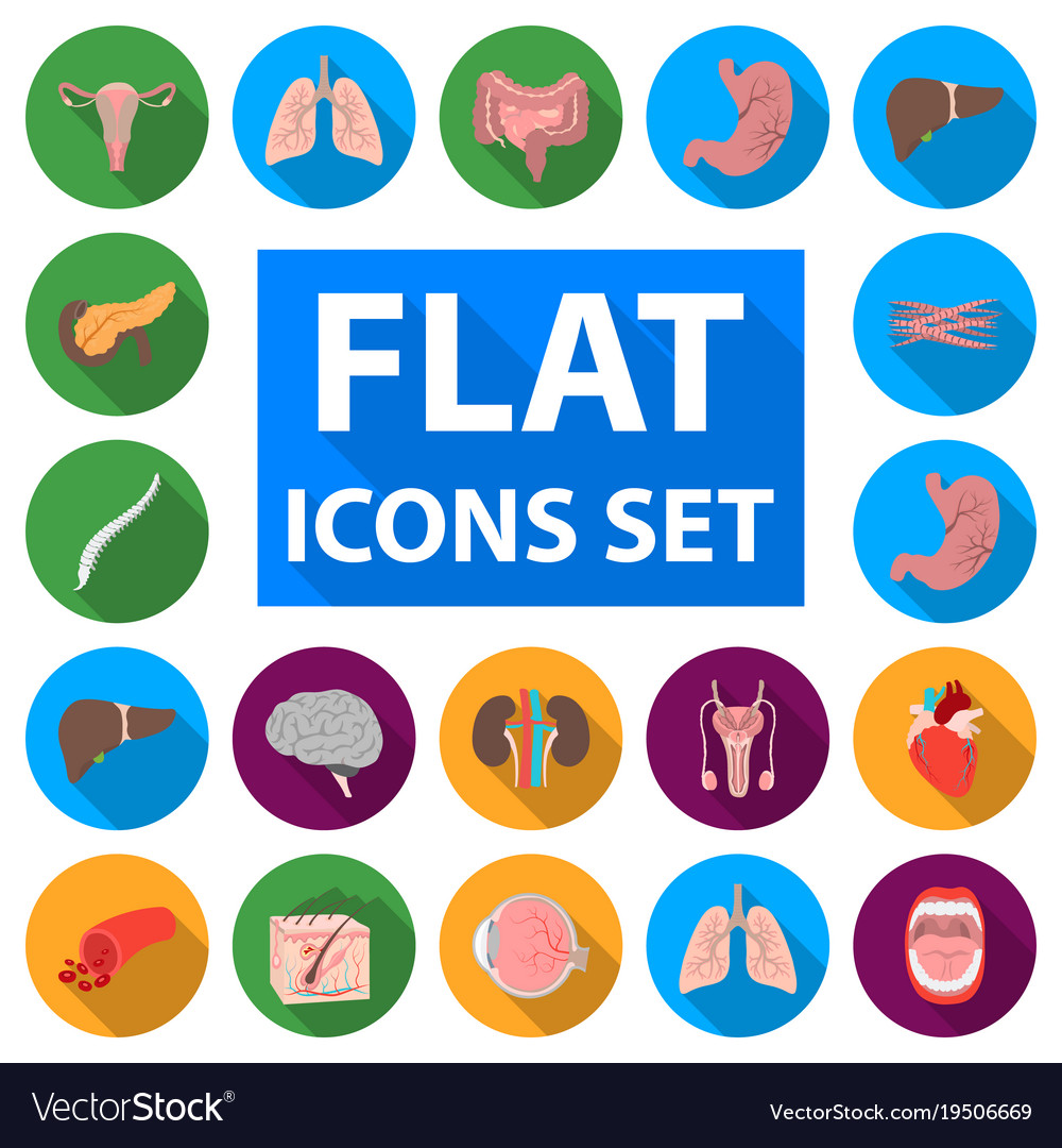 Internal organs of a human flat icons in set