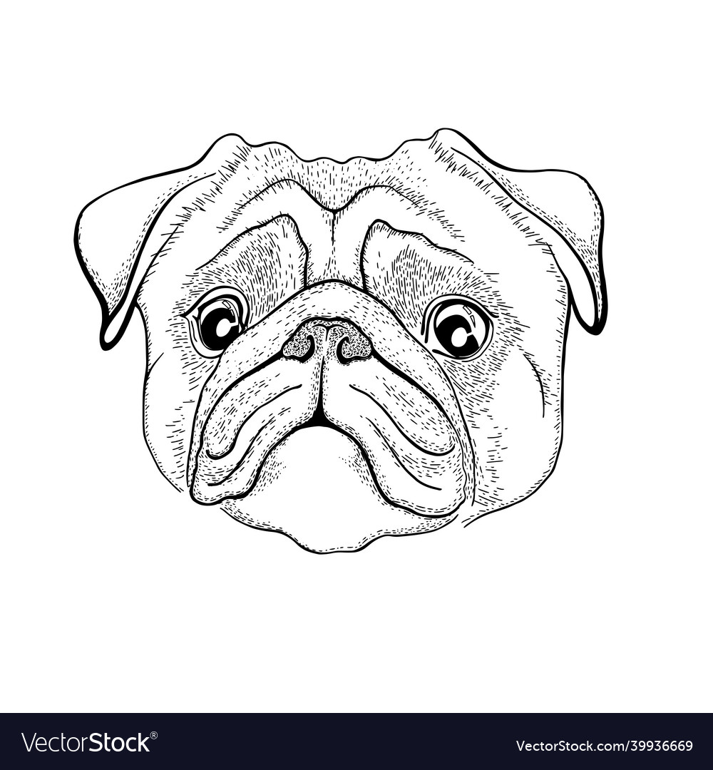 Pug dog black and white hand drawn Royalty Free Vector Image