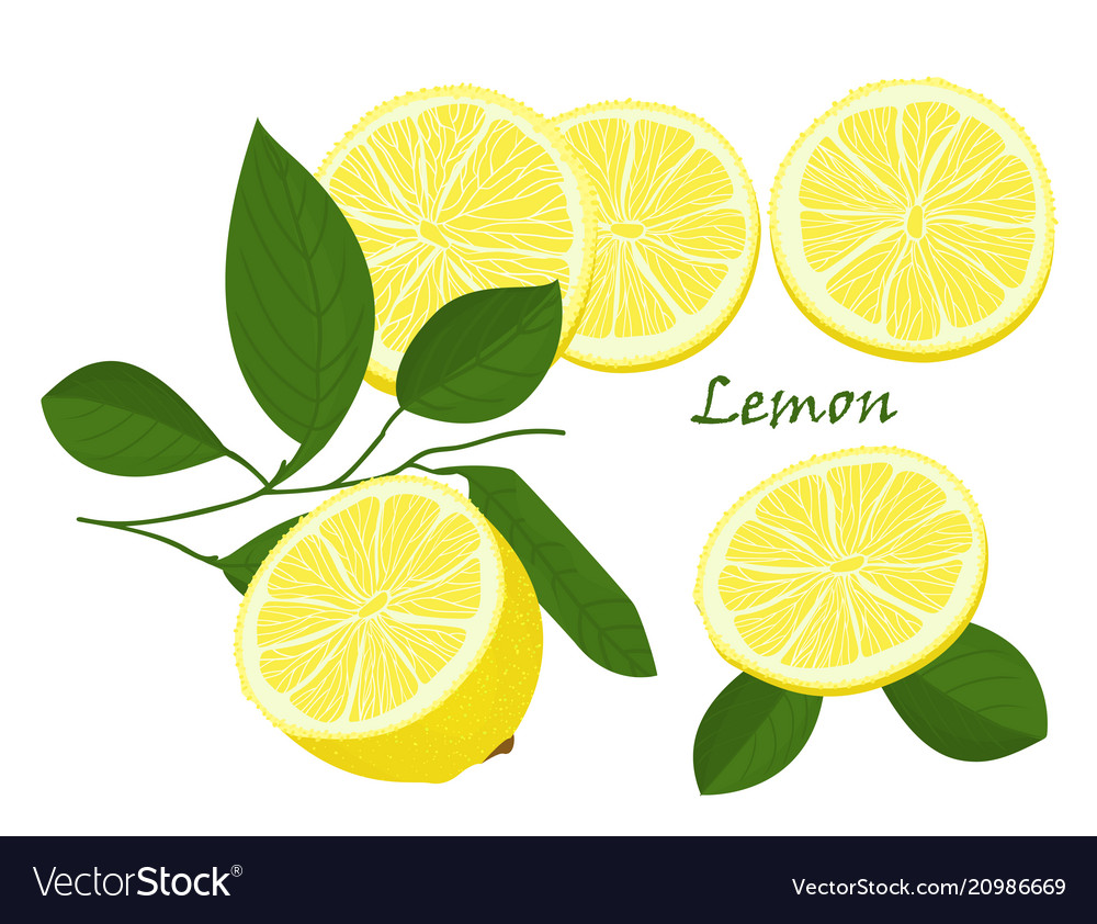 Set of yellow whole and chopped lemon isolated