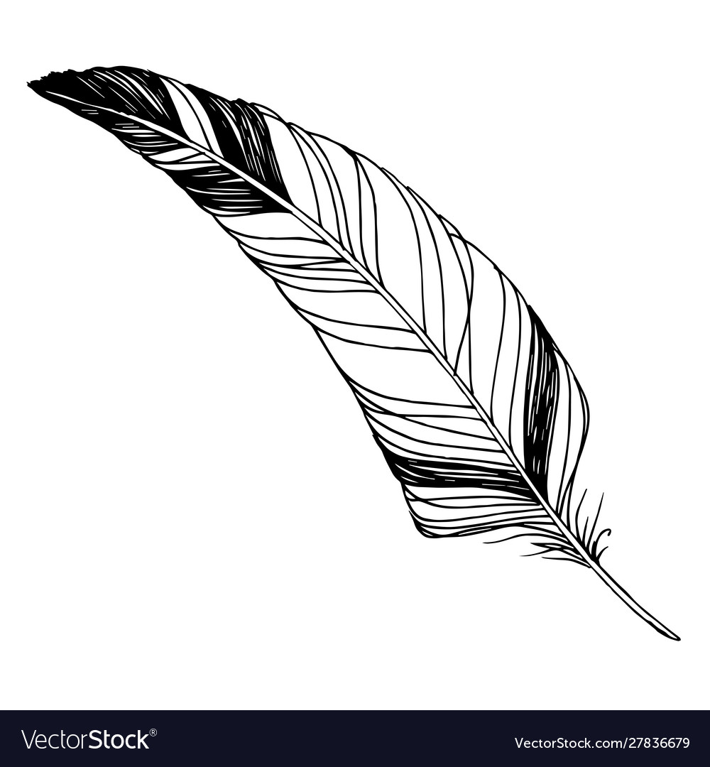 Bird feather from wing isolated black