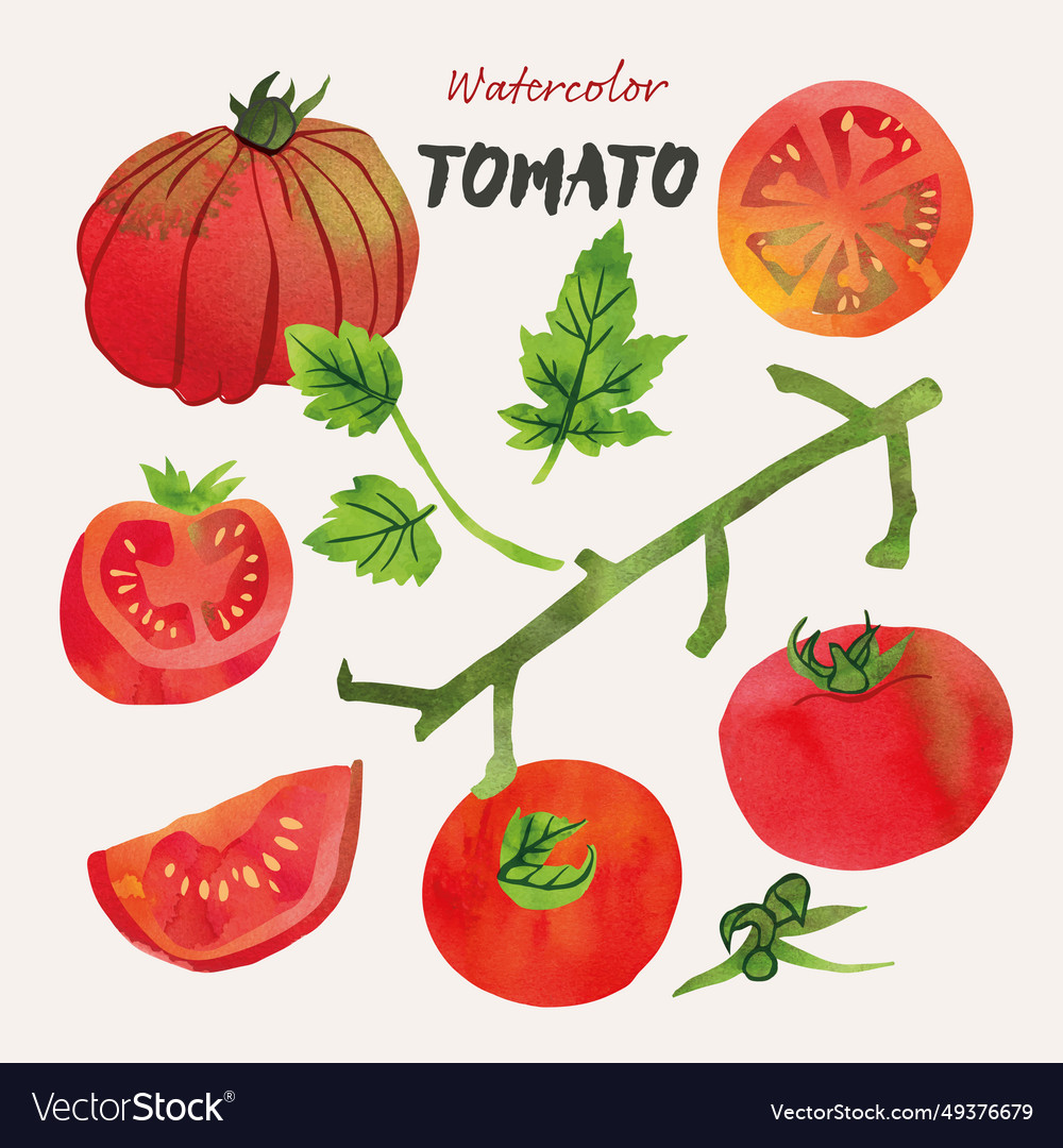 Tomato and leaves watercolor set