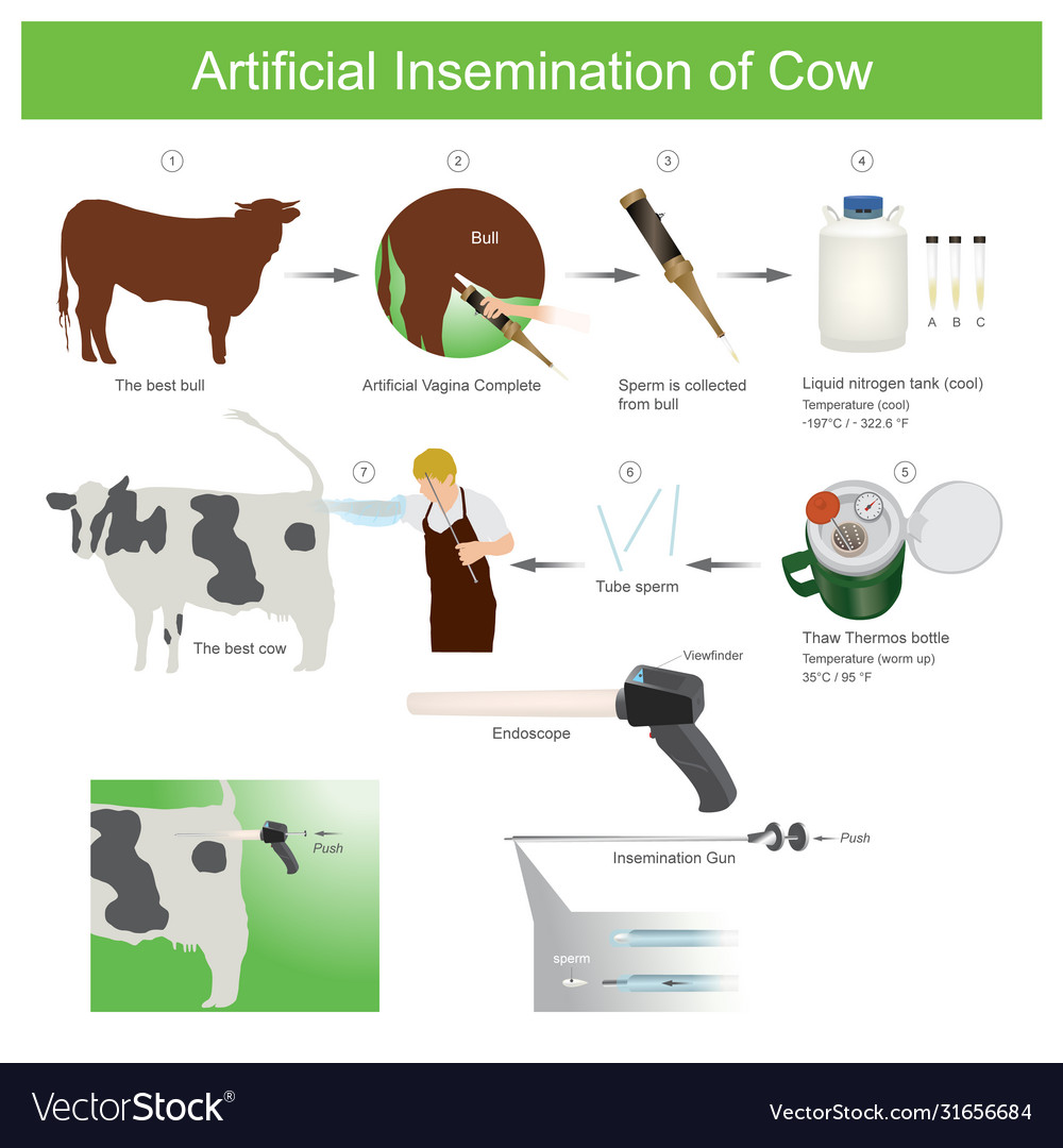 Artificial Insemination Cow Artificial Royalty Free Vector