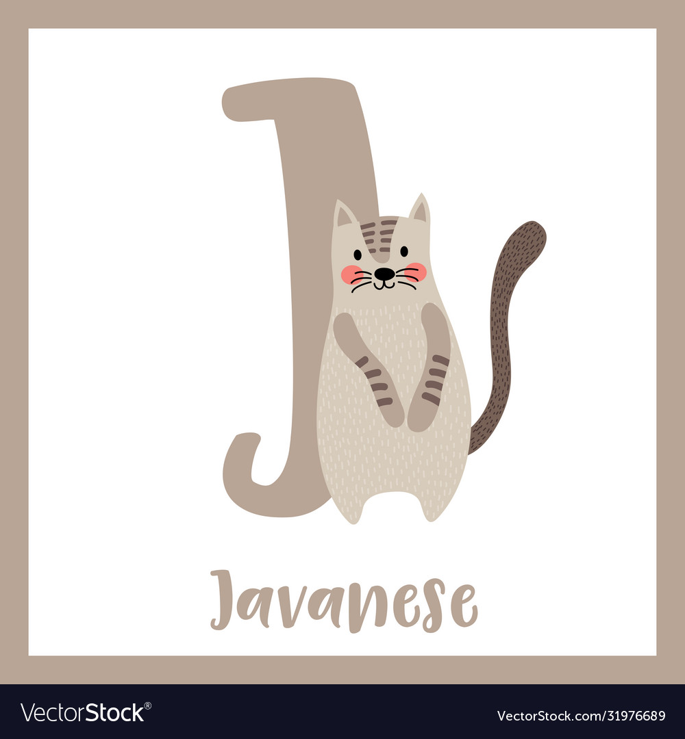Letter j vocabulary javanese cat standing on two Vector Image