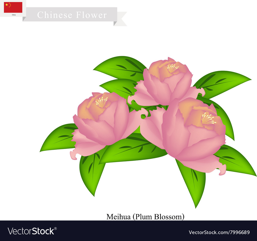 Peony Flowers The National Flower Of China Vector Image