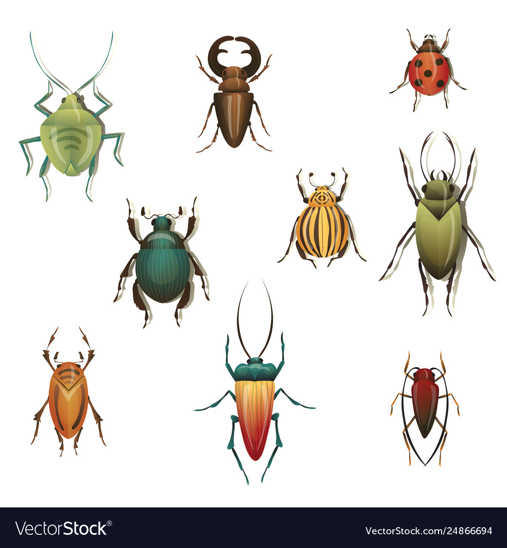 Collection variety insects on white background Vector Image