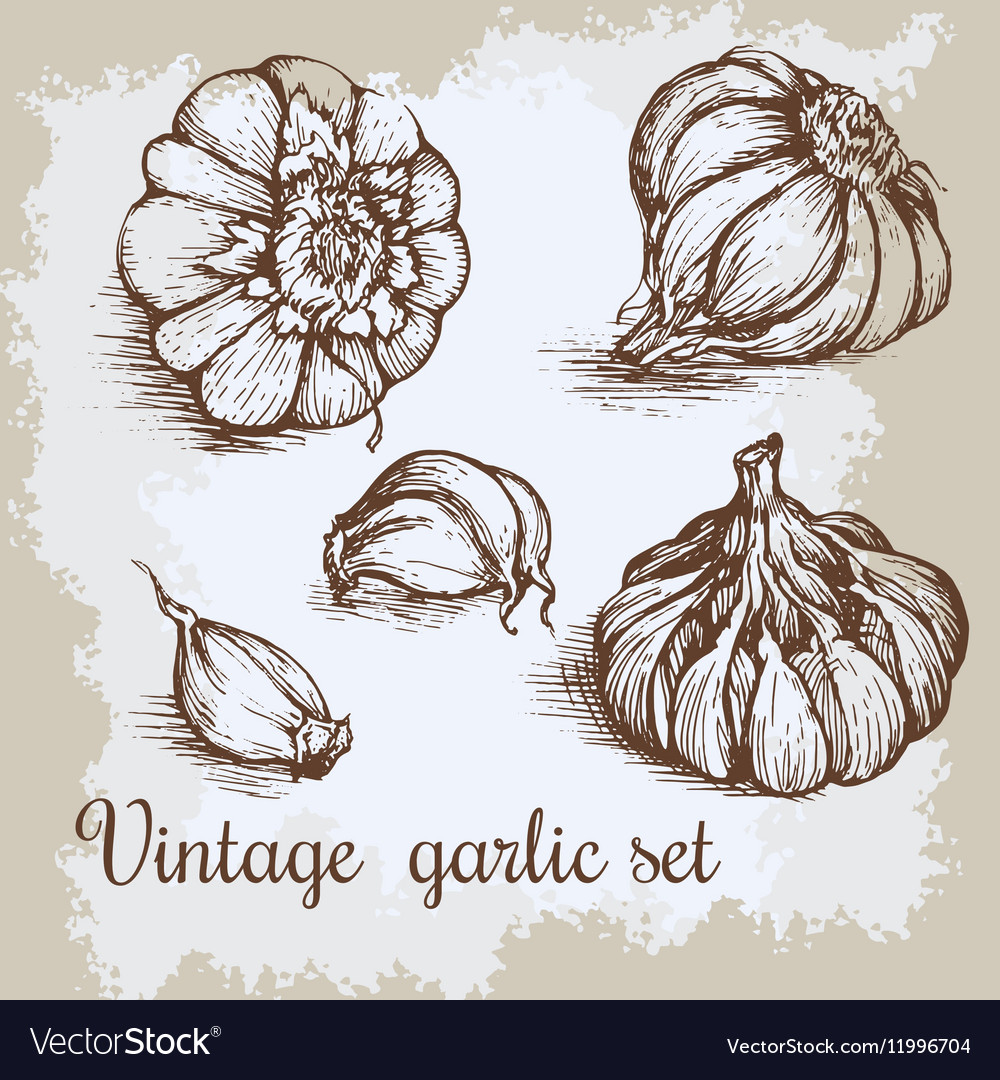 Hand drawn garlic set vintage retro background