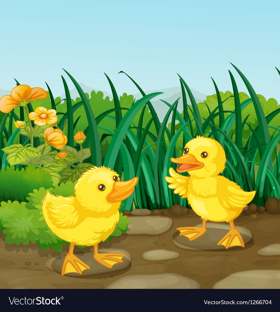 two little ducks in the garden royalty free vector image