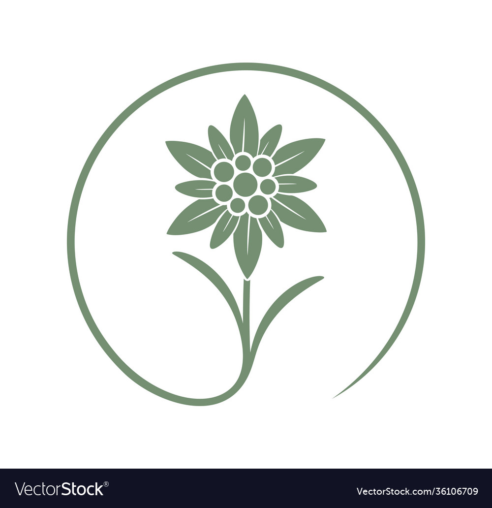 Edelweiss Royalty Free Vector Image - VectorStock